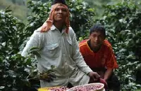 埃塞俄比亚-耶加雪啡-科契尔Kochere产区的柯尔Kore咖啡介绍