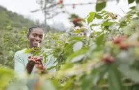 埃塞俄比亚咖啡产区介绍 科契尔属于耶加雪菲产区吗