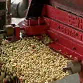 埃塞古吉产区咖啡豆口感特点 衣索匹亚咖啡产区等级划分介绍