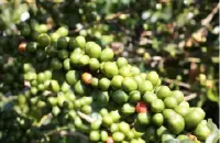 洪都拉斯圣文森处理厂达尔文小农水洗帕卡斯咖啡豆介绍描述