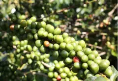 洪都拉斯圣文森处理厂达尔文小农水洗帕卡斯咖啡豆介绍描述