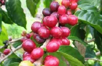 肯亚Mchana Estate姆恰娜庄园精品咖啡风味口感介绍烘焙指导
