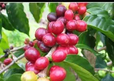 肯亚Mchana Estate姆恰娜庄园精品咖啡风味口感介绍烘焙指导
