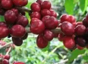 耶加雪夫Konga Co-op(孔加合作社)顶级日晒咖啡豆介绍描述