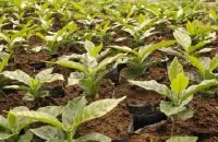 衣索比亚耶加雪菲Adulina(阿杜莉纳公司)咖啡生豆分辨介绍介绍