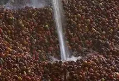 多明尼加Organic Pea Berry加勒比有机樱桃介绍 杯测风味描述