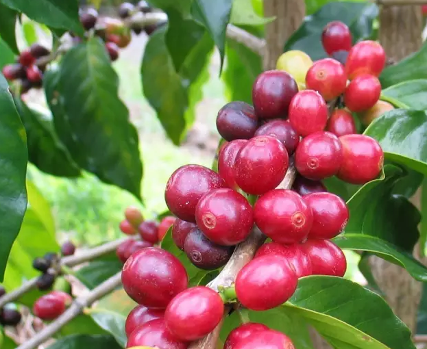 印度马拉巴尔风渍咖啡详细介绍制作方法如何保持对风味的影响