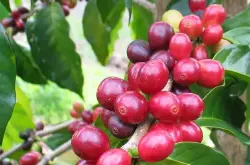 印度马拉巴尔风渍咖啡详细介绍制作方法如何保持对风味的影响