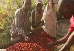 非洲之心日晒布隆迪波旁咖啡风味描述手冲参数及帕恩甲处理厂介绍