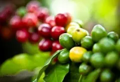 危地马拉安提瓜咖啡产区独特微型地理形成独特风味的主因