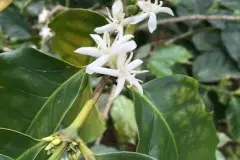 哥斯大黎加塔拉珠产区巅峰庄园多塔之旗微处理厂白蜜咖啡豆介绍