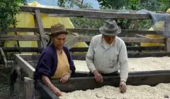 肯尼亚Nyeri地区Gachatha嘎恰莎处理厂咖啡风味口感介绍描述