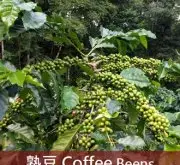 咖啡界的“巨人”与“君主”-巴西的咖啡历史介绍 巴西咖啡价格