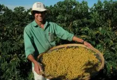 巴西咖啡商业豆VS精品豆：缺少个性美但并非没有精品