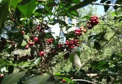 哥伦比亚商业咖啡产区与精品咖啡产区区分方法 哥伦比亚咖啡标志