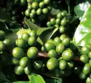 世界上最大的水洗咖啡豆出口国哥伦比亚咖啡又称翡翠咖啡
