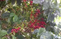 意式咖啡机配尼加拉瓜咖啡豆可以吗？尼加拉瓜爪哇尼卡咖啡豆特点