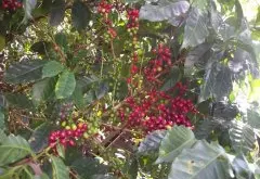意式咖啡机配尼加拉瓜咖啡豆可以吗？尼加拉瓜爪哇尼卡咖啡豆特点