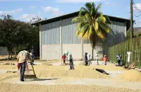 尼加拉瓜咖啡手冲参数 -圣胡安产区三月合作社优质尼加拉瓜咖啡