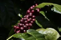 尼加拉瓜瑰夏咖啡出自尼加拉瓜最老的咖啡庄园-水源庄园El Fuente