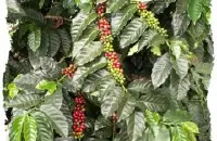 萨尔瓦多咖啡手冲参数 萨尔瓦多酩酊庄园50%蜜处理+50%水洗处理法