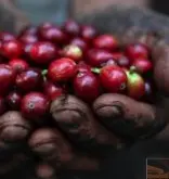 2017肯尼亚咖啡现状 加昆杜合作社Gakundu FCS肯尼亚咖啡风味描述