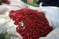 肯尼亚咖啡庄园与合作社处理厂一览 星巴克肯尼亚咖啡是哪个？