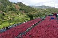 卢旺达咖啡花香有吗 卢旺达咖啡处理厂Ngoma 恩格玛处理厂
