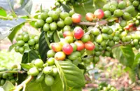 卢旺达咖啡烘焙度建议分析 卢旺达咖啡适合手冲虹吸法压壶
