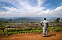 【卢旺达咖啡发展史】 从卢旺达咖啡产业起源到现况详细介绍