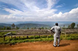 【卢旺达咖啡发展史】 从卢旺达咖啡产业起源到现况详细介绍