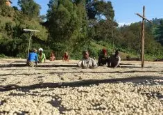 埃塞俄比亚低因咖啡&有机咖啡 古吉-萨克科特二氧化碳去咖啡因