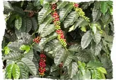 著名咖啡-苏门答腊曼特宁Sumatra Mandheling曼特宁咖啡豆特点