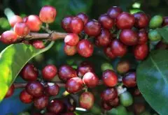 巴拿马咖啡豆价格 巴拿马邓肯庄园 巴拿马同等级咖啡豆