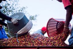 哥斯达黎加咖啡塔拉珠沃土农场Tierra Fertil哥斯达黎加有机咖啡