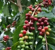 危地马拉咖啡手冲 危地马拉薇薇特南果咖啡产区咖啡豆特点