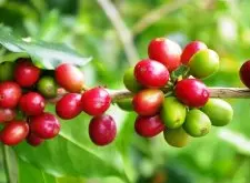 巴西咖啡什么咖啡豆好 巴西最优良的咖啡产区喜拉朵咖啡