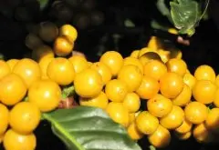 巴西咖啡黄波旁品种介绍-Yellow Bourbon 巴西咖啡价格报表