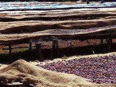 生豆评测-埃塞俄比亚西达摩 耶加和西达摩咖啡区别	