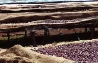 生豆评测-埃塞俄比亚西达摩 耶加和西达摩咖啡区别	