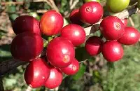 埃塞俄比亚西达摩咖啡 西达摩有公平交易咖啡吗？