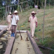 埃塞俄比亚咖啡品牌大全 西达摩咖啡Hunkute宏古特水洗厂信息介绍