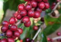 埃塞俄比亚八大咖啡产区咖啡豆品牌排行 西达摩咖啡口感特点