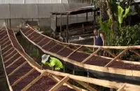 西达摩咖啡产地 埃塞俄比亚西达摩-希埠Sibu日晒咖啡豆