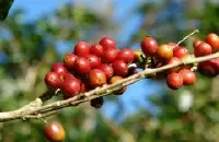 阿拉比卡咖啡豆种发源地埃塞俄比亚主要咖啡产区西达摩咖啡豆风味