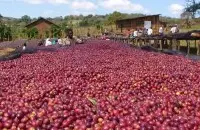 埃塞俄比亚咖啡产区 埃塞俄比亚咖啡种植背景 西达摩和耶加雪菲