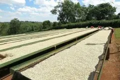 哥斯达黎加中央谷地Aprocetu Estate农场自家处理咖啡豆介绍