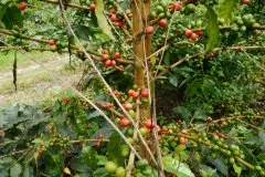 咖啡店都有什么咖啡：埃塞俄比亚-耶加雪菲咖啡店必备精品咖啡豆