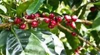 萨尔瓦多咖啡豆好喝吗 2017萨尔瓦多COE得奖庄园-卡夏庄园介绍
