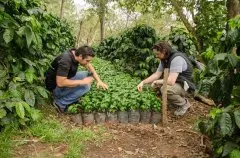 哥伦比亚咖啡豆故事 哥伦比亚咖啡是如何从优质咖啡沦为平价咖啡